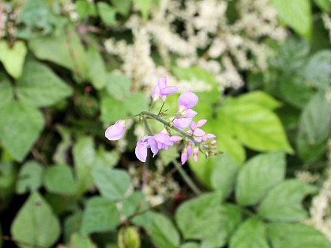 Desmodium oldhamii