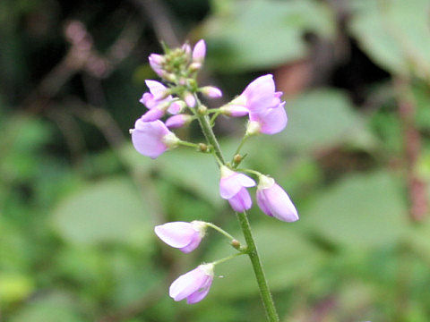 Desmodium oldhamii