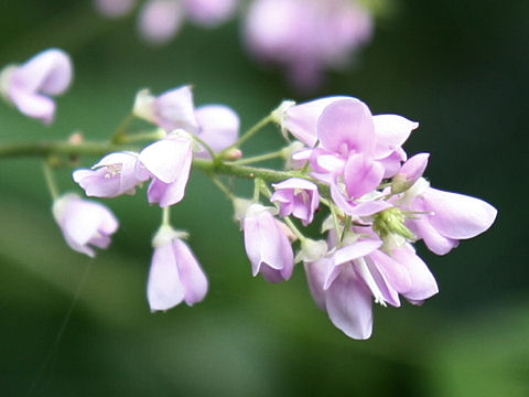 Desmodium oldhamii