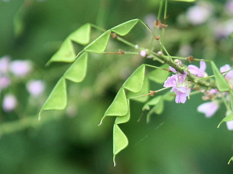 Desmodium oldhamii