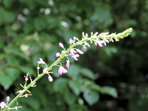 Desmodium oldhamii