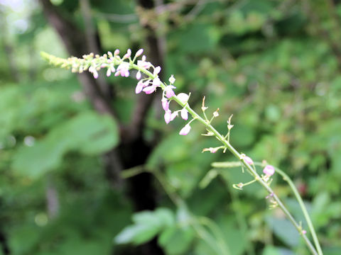 Desmodium oldhamii