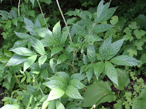 Desmodium oldhamii