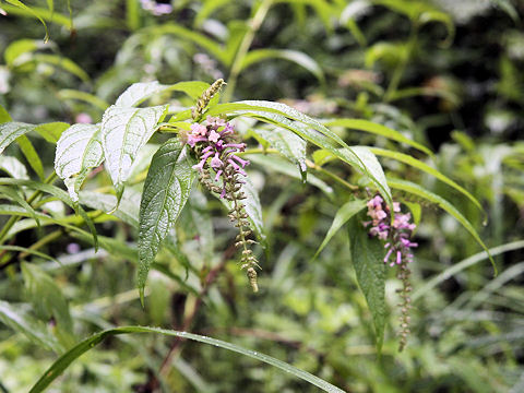 Buddleja japonica