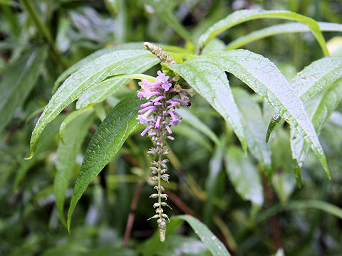 Buddleja japonica