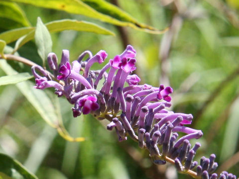 Buddleja japonica