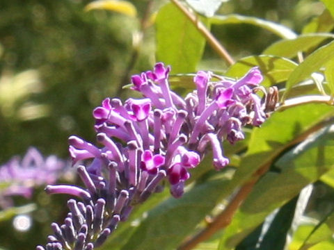 Buddleja japonica