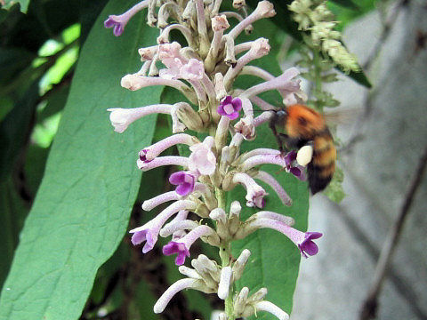 Buddleja japonica