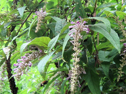 Buddleja japonica