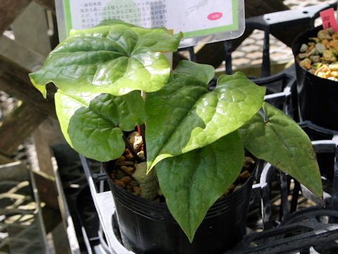 Asarum fudsinoi