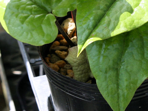 Asarum fudsinoi