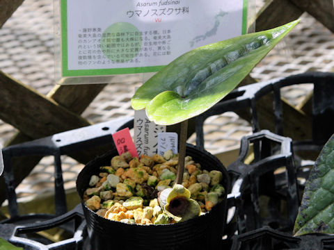 Asarum fudsinoi