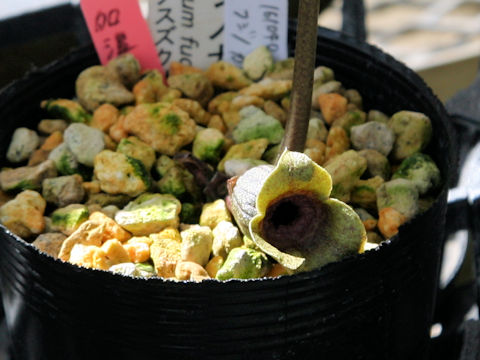 Asarum fudsinoi