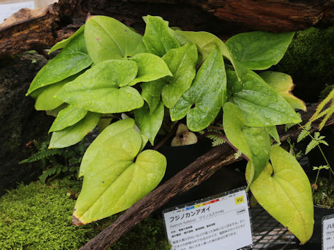 Asarum fudsinoi