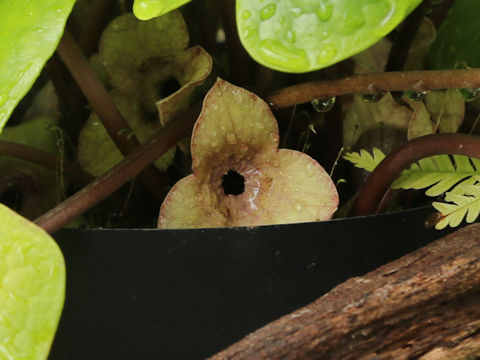 Asarum fudsinoi
