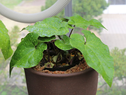 Asarum fudsinoi
