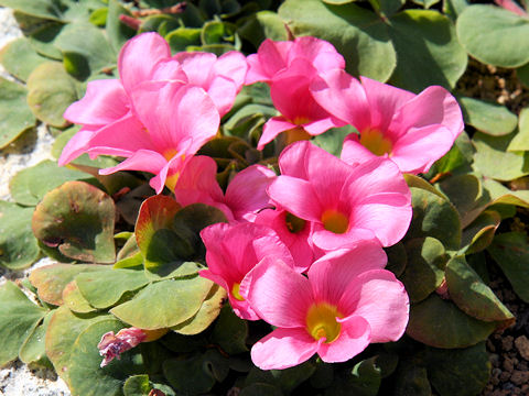 Oxalis variabilis