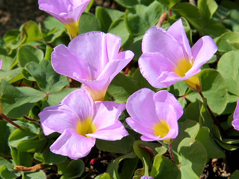 Oxalis variabilis