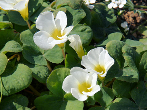 Oxalis variabilis