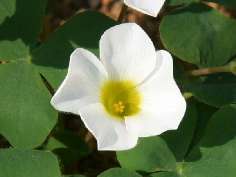 Oxalis variabilis