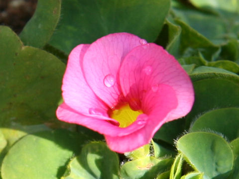 Oxalis variabilis