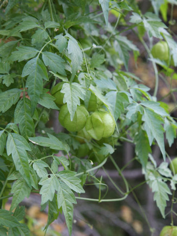 Cardiospermum halicacabum