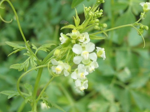 Cardiospermum halicacabum