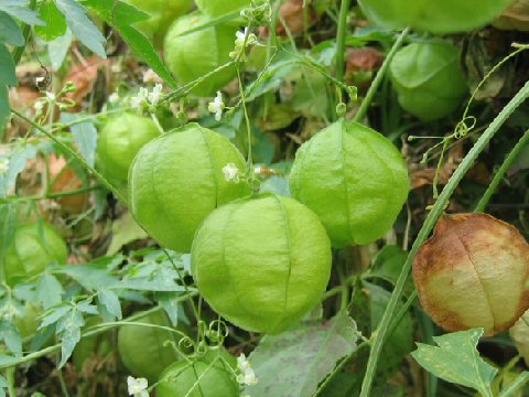 Cardiospermum halicacabum