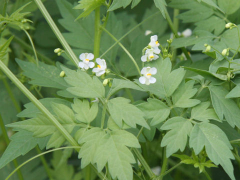 Cardiospermum halicacabum