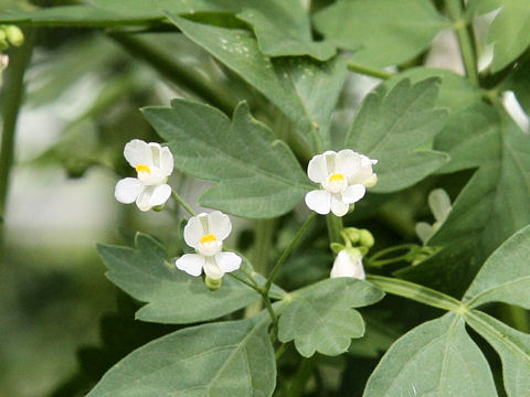 Cardiospermum halicacabum