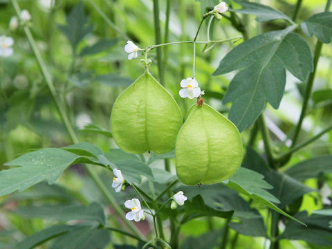 Cardiospermum halicacabum