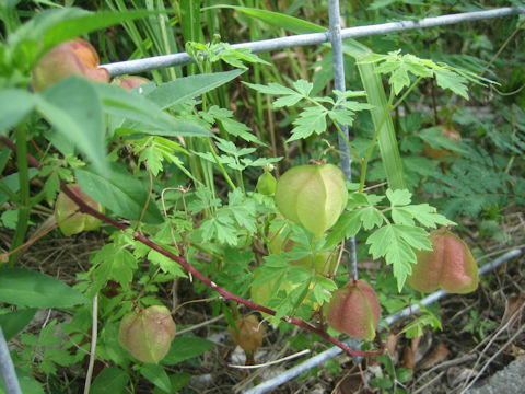 Cardiospermum halicacabum