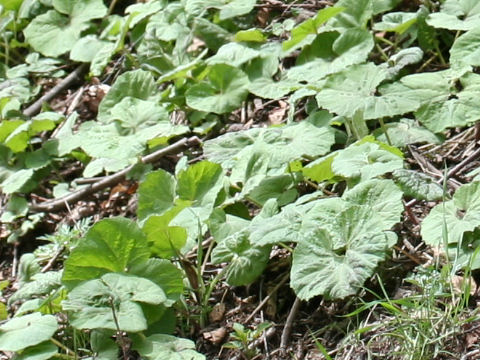 Petasites japonicus