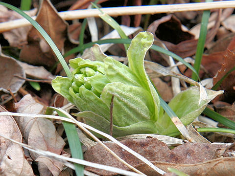 Petasites japonicus