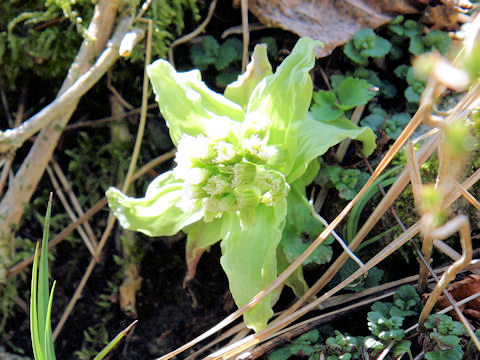 Petasites japonicus