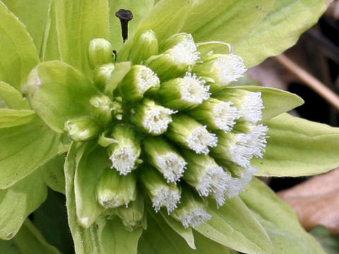 Petasites japonicus