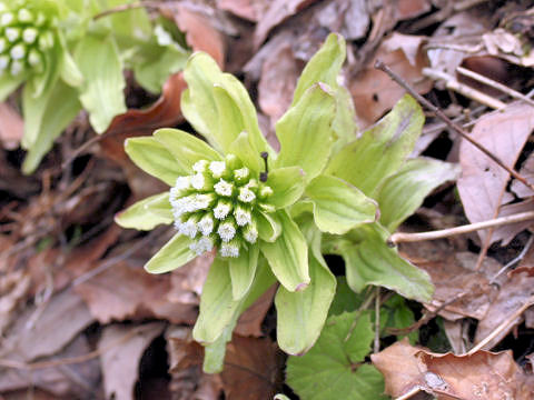 Petasites japonicus