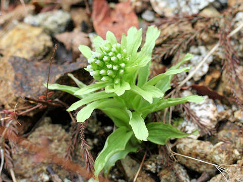 Petasites japonicus