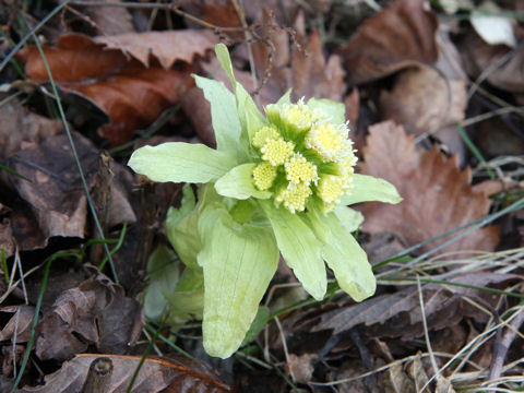 Petasites japonicus