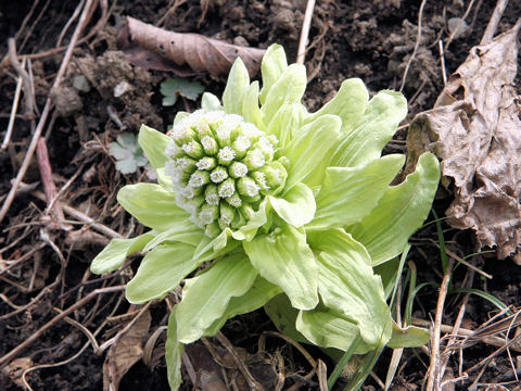 Petasites japonicus