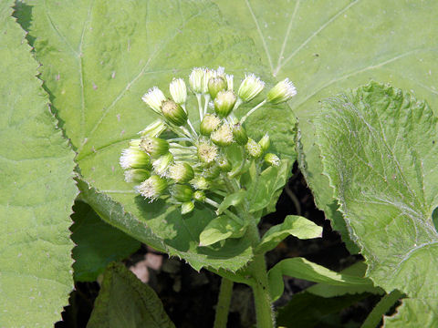 Petasites japonicus