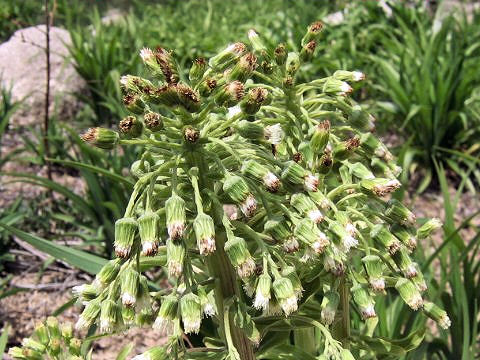 Petasites japonicus