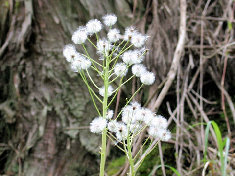 Petasites japonicus