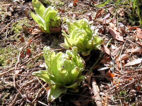 Petasites japonicus