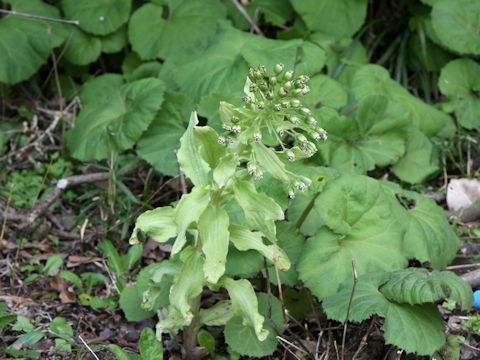 Petasites japonicus