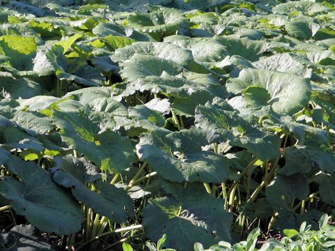 Petasites japonicus