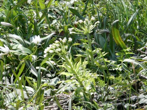 Petasites japonicus