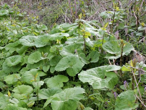 Petasites japonicus