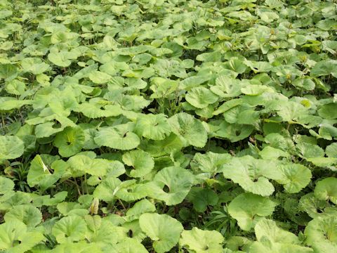 Petasites japonicus