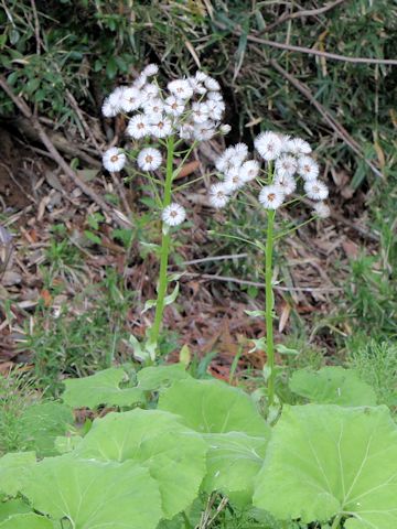 Petasites japonicus